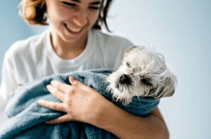 Aprender a Cuidar a tu Perro